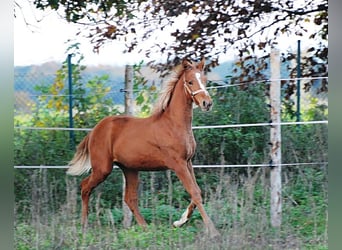 Trakehner, Stute, 17 Jahre, 169 cm