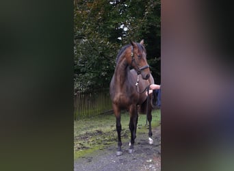 Trakehner, Stute, 17 Jahre, 169 cm