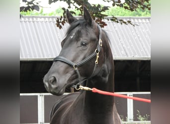 Trakehner, Stute, 17 Jahre, 169 cm