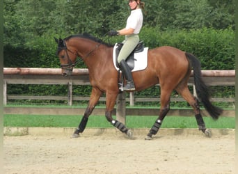 Trakehner, Stute, 17 Jahre, 169 cm