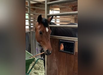 Trakehner Mix, Stute, 17 Jahre, Brauner