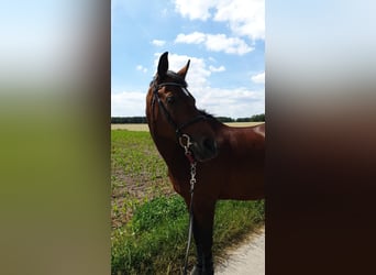 Trakehner Mix, Stute, 17 Jahre, Brauner