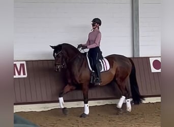 Trakehner Mix, Stute, 17 Jahre, Brauner