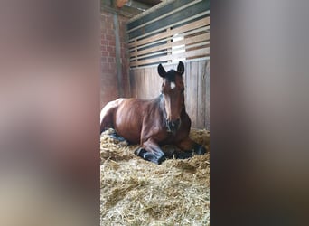 Trakehner Mix, Stute, 17 Jahre, Brauner