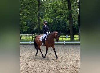 Trakehner Mix, Stute, 17 Jahre, Brauner
