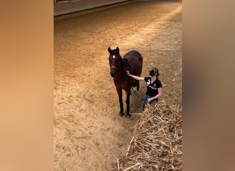 Trakehner Mix, Stute, 17 Jahre, Brauner