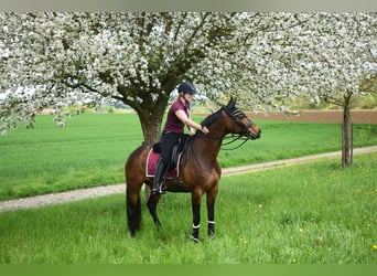 Trakehner, Stute, 18 Jahre, 160 cm, Brauner