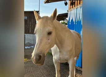 Trakehner Mix, Stute, 18 Jahre, 160 cm, Schimmel