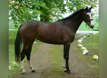 Trakehner, Stute, 18 Jahre, 163 cm, Brauner