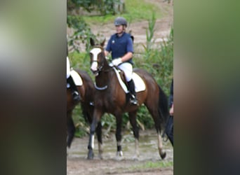 Trakehner, Stute, 18 Jahre, 163 cm, Brauner