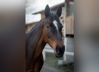 Trakehner, Stute, 18 Jahre, 163 cm, Dunkelbrauner