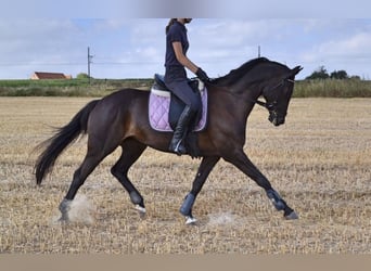 Trakehner, Stute, 18 Jahre, 163 cm, Rappe