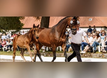 Trakehner, Stute, 18 Jahre, 165 cm, Brauner