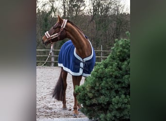 Trakehner, Stute, 18 Jahre, 168 cm, Dunkelfuchs