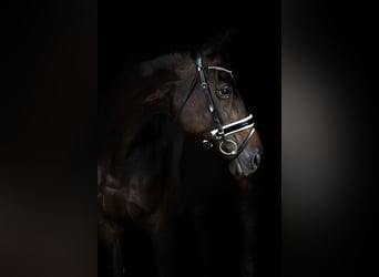 Trakehner, Stute, 18 Jahre, 168 cm, Schwarzbrauner