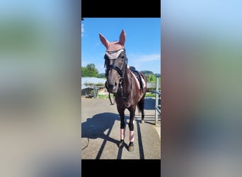 Trakehner, Stute, 19 Jahre, 162 cm, Schwarzbrauner