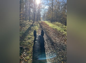 Trakehner, Stute, 19 Jahre, 164 cm, Dunkelbrauner