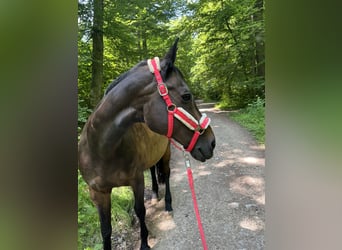 Trakehner, Stute, 19 Jahre, 164 cm, Dunkelbrauner