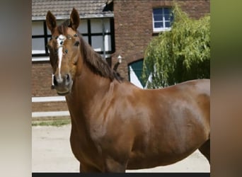 Trakehner, Stute, 19 Jahre, 165 cm