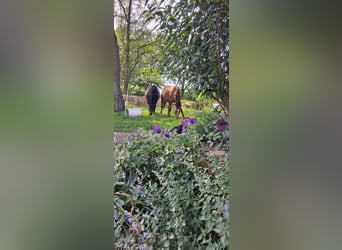 Trakehner, Stute, 19 Jahre, 165 cm