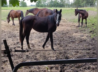 Trakehner, Stute, 1 Jahr, 151 cm, Schwarzbrauner
