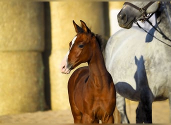Trakehner, Stute, 1 Jahr, 165 cm, Brauner