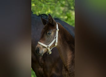 Trakehner, Stute, 1 Jahr, 165 cm, Brauner