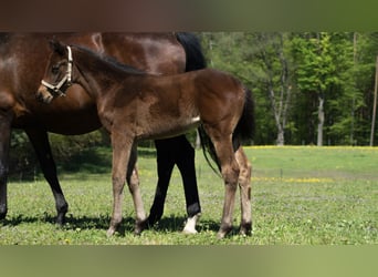 Trakehner, Stute, 1 Jahr, 165 cm, Brauner