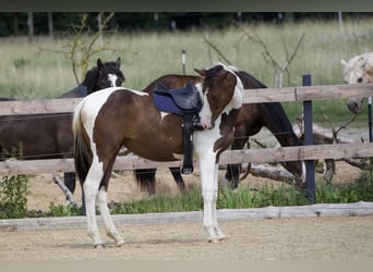 Trakehner, Stute, 1 Jahr, 165 cm, Schecke