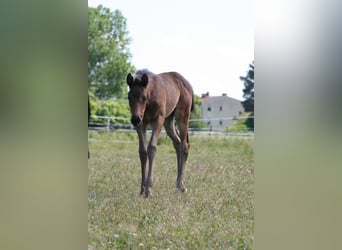 Trakehner, Stute, 1 Jahr, 166 cm, Brauner