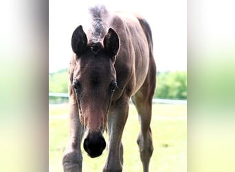 Trakehner, Stute, 1 Jahr, 166 cm, Brauner