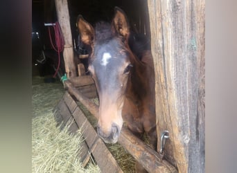 Trakehner, Stute, 1 Jahr, 166 cm, Dunkelbrauner