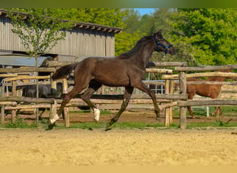 Trakehner, Stute, 1 Jahr, 169 cm, Dunkelbrauner