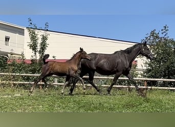 Trakehner, Stute, 1 Jahr, 170 cm, Dunkelbrauner