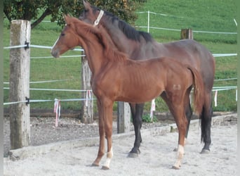 Trakehner, Stute, 1 Jahr, 170 cm, Fuchs