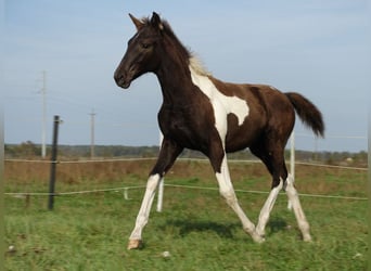 Trakehner, Stute, 1 Jahr, 170 cm, Schecke