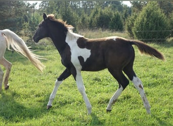 Trakehner, Stute, 1 Jahr, 170 cm, Schecke