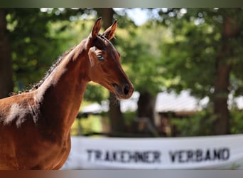 Trakehner, Stute, 1 Jahr, Brauner