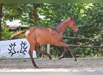 Trakehner, Stute, 1 Jahr, Brauner