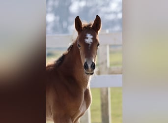 Trakehner, Stute, 1 Jahr, Brauner
