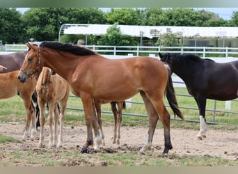 Trakehner, Stute, 1 Jahr, Brauner