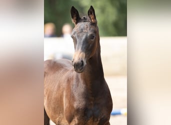 Trakehner, Stute, 1 Jahr, Dunkelbrauner