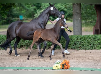 Trakehner, Stute, 1 Jahr, Dunkelbrauner