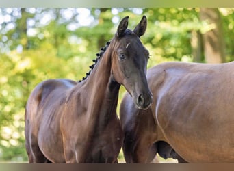Trakehner, Stute, 1 Jahr, Dunkelbrauner