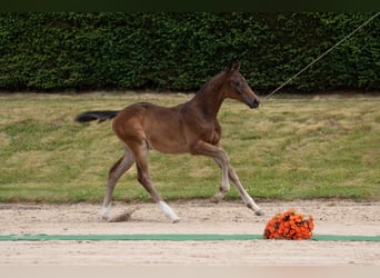 Trakehner, Stute, 1 Jahr, Dunkelbrauner