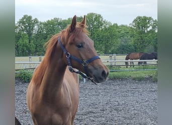 Trakehner, Stute, 1 Jahr, Dunkelfuchs