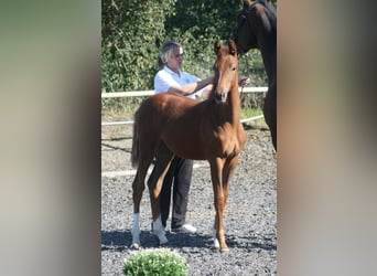 Trakehner, Stute, 1 Jahr, Dunkelfuchs