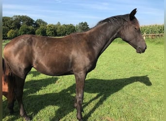 Trakehner, Stute, 1 Jahr, Rappe