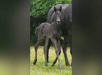 Trakehner, Stute, 1 Jahr, Rappe