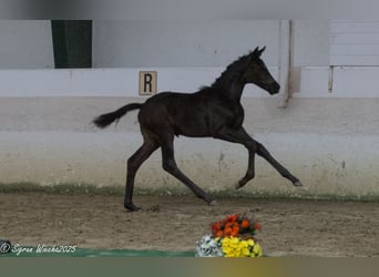 Trakehner, Stute, 1 Jahr, Schwarzbrauner